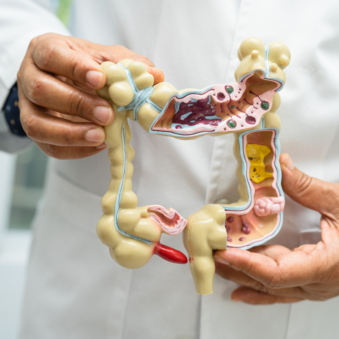 Gut Health: Prebiotics and Probiotics