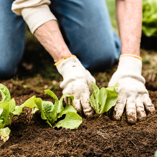 Why We Love Organic Vegetables