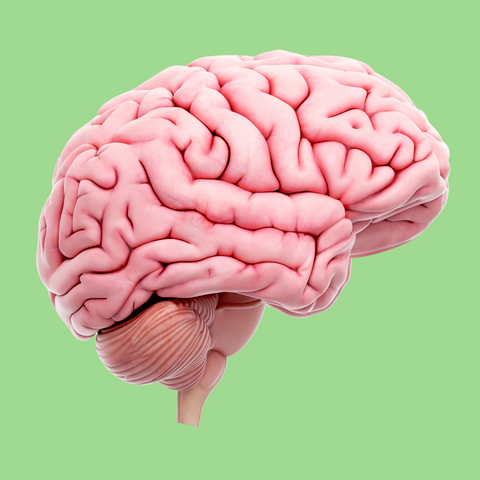 Anatomical model of a human brain against a plain green background