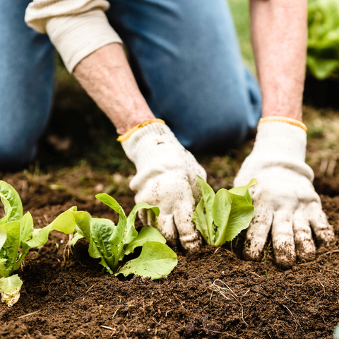 Gloved hands planting young lettuce seedlings in rich garden soil