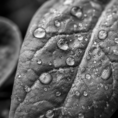 Black and white macro of a leaf dotted with round water droplets
