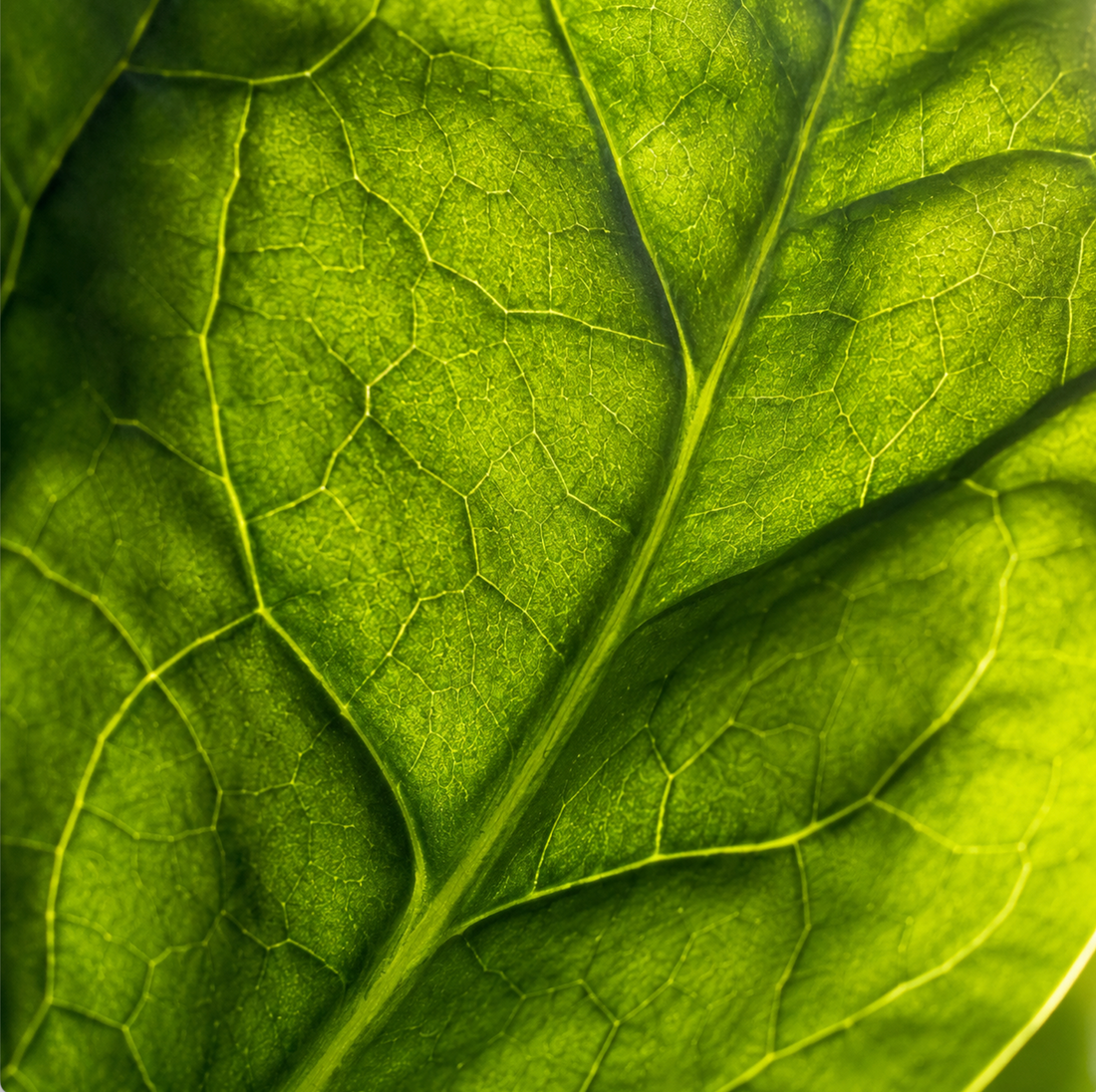 How to Eat Smarter on a GLP-1 Drug: A Daily Nutrition Framework
