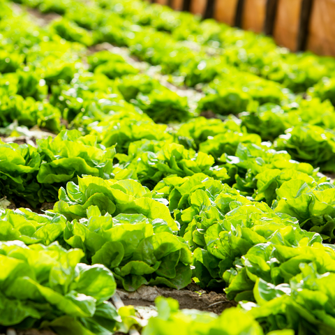 Rows of bright green lettuce heads growing in a sunlit garden bed