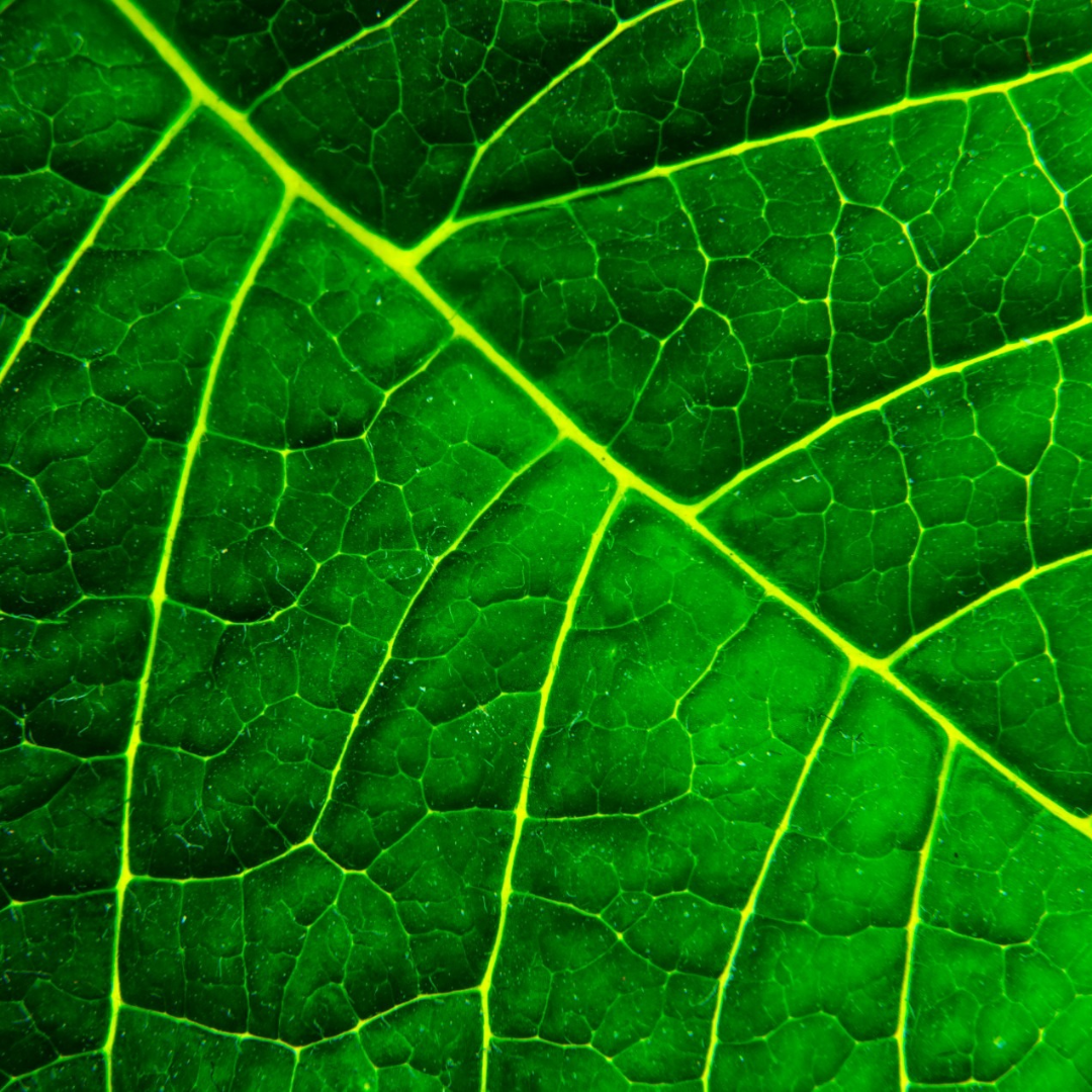 The Astounding Health Benefits of Organic Spinach and Organic Kale