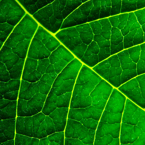Backlit close-up of a green leaf showing its bright vein network